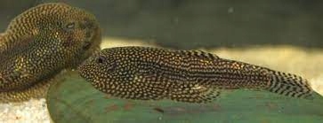 Przylga siatkowana Sewelia lineolin ryba akwariowa