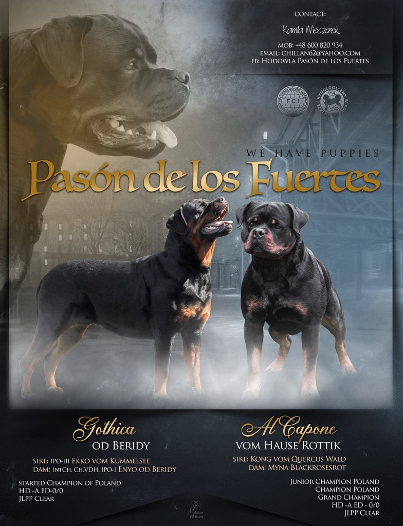 Hodowla Fci Rottweiler Rottweiler Szczenięta Po Championie ZKwP