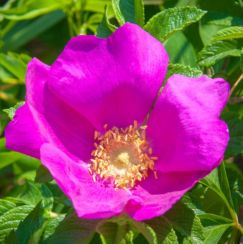 Róża okrywowa DART’S DEFENDER / ŁATWA W UPRAWIE