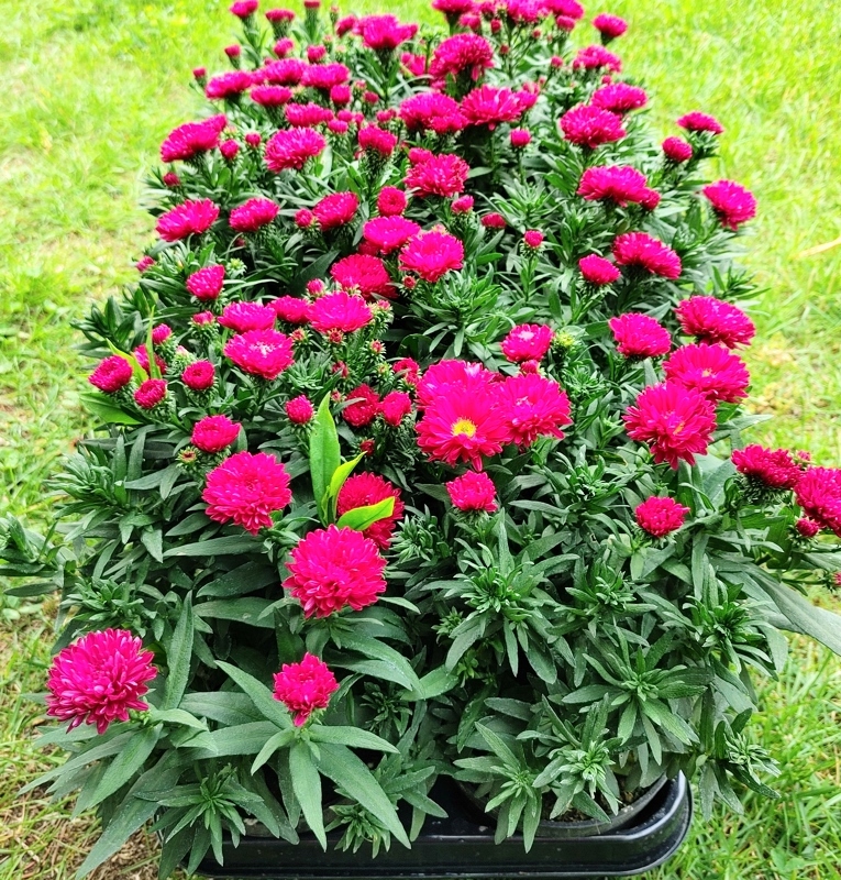 ASTER MARCINKI PIĘKNA SADZONKA