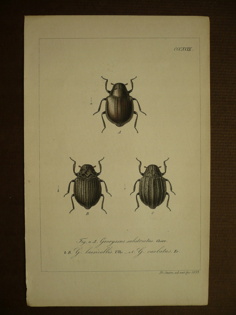 chrząszcz georyssus substriotus, oryg. 1843 + akwarela