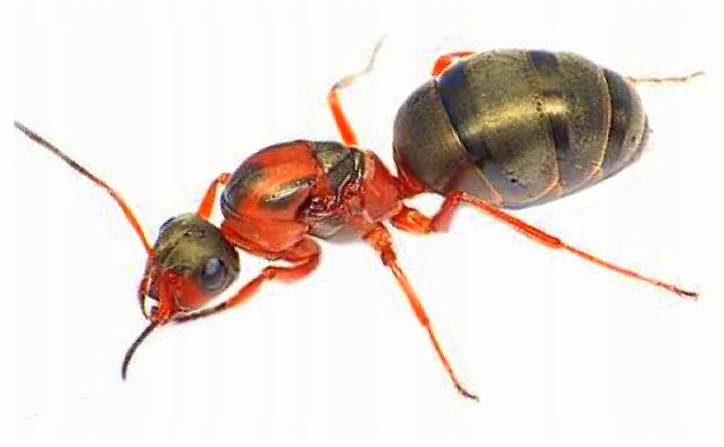 Mrowki Formica rufibarbis - Q 2019 + 3-5 robotnic