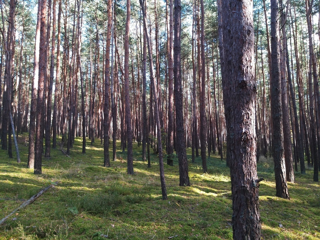 Działka, Osiedle Wilga, Wilga (gm.), 3170 m²