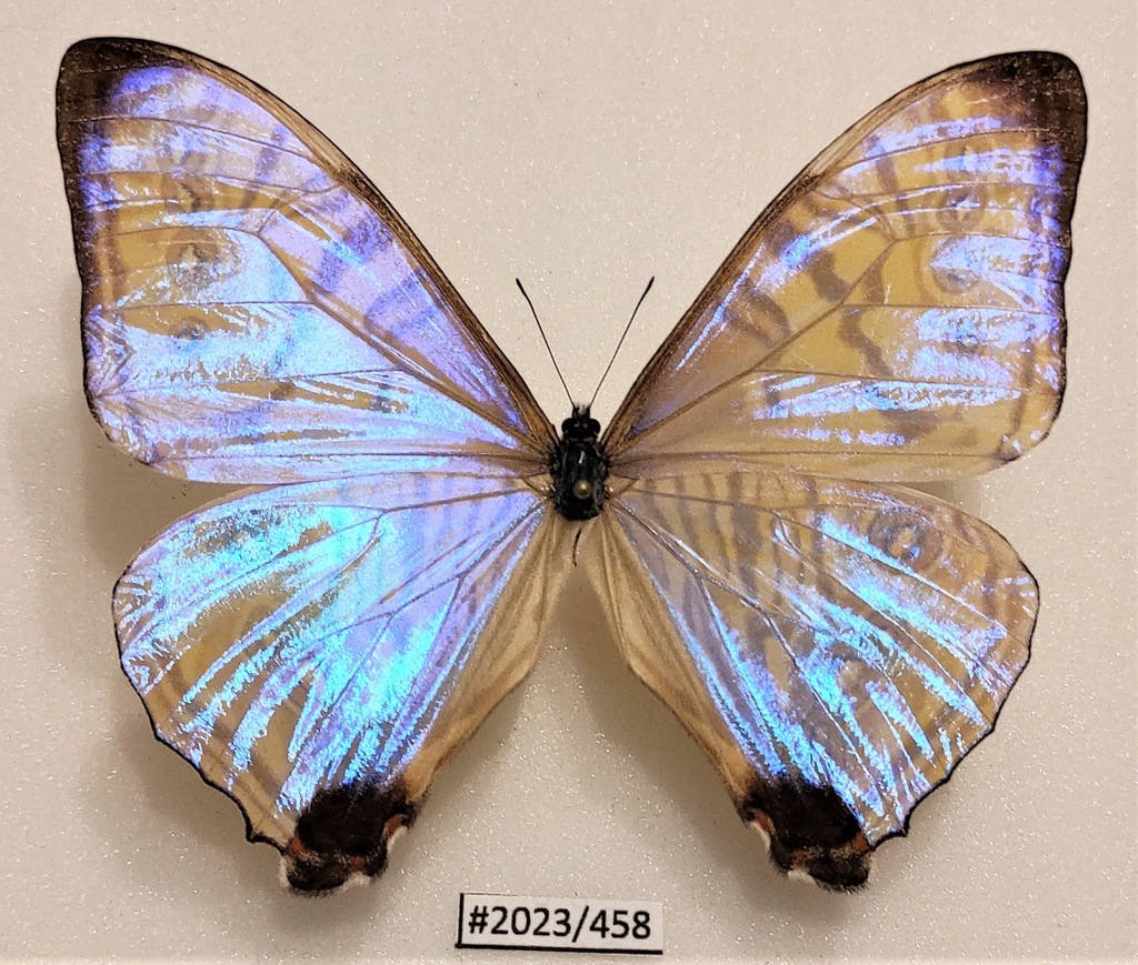 Motyl morpho sulkowskyi selenaris 90mm .