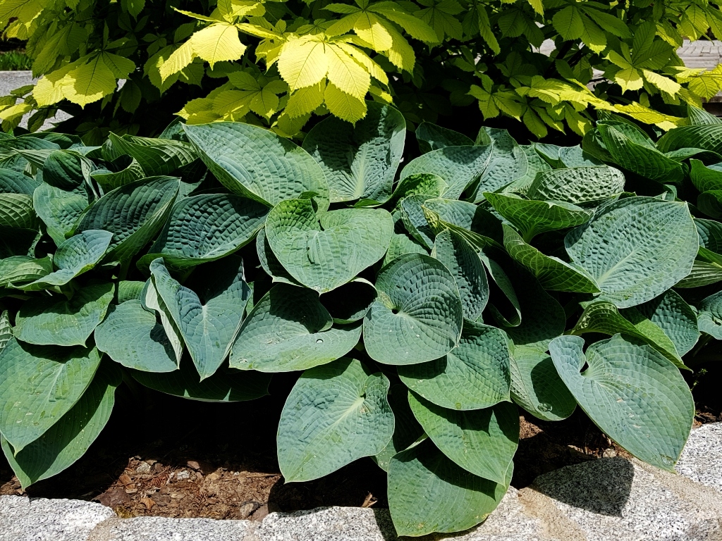 HOSTA - FUNKIA BLUE VISION 1szt