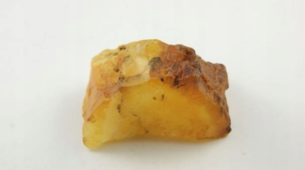 bursztyn bałtycki żółty muzealny surowy 77,1 g