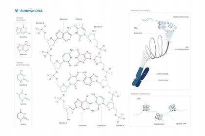 Plakat schemat budowy DNA /Biomedica