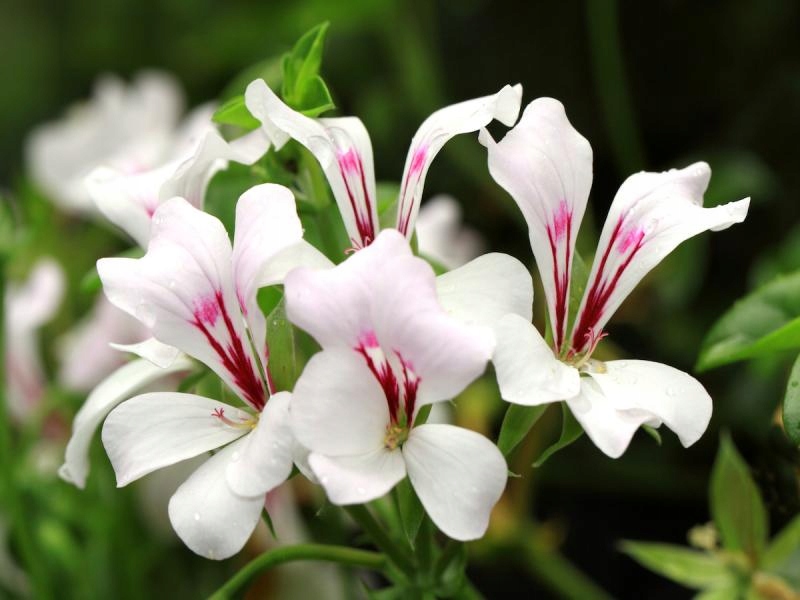 Pelargonia zwisająca bluszczolistna Biała PB3