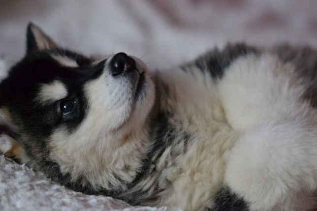 Alaskan malamute allegro cheap