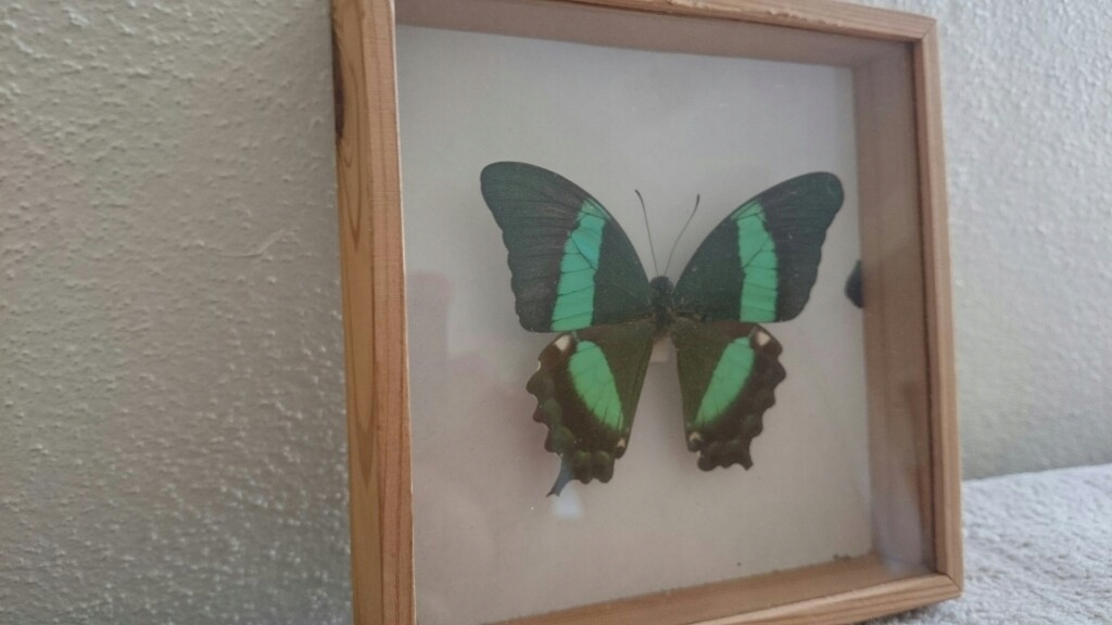 Motyl w gablotce Papilio polinuru