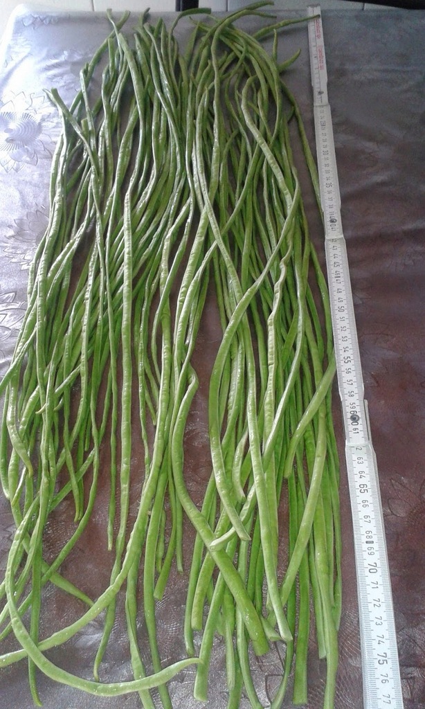 FASOLA METROWA - 80 CM DŁ. STRĄKI