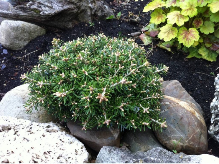 Jodła koreańska NADELKISSEN KULISTA SZCZEPIONA