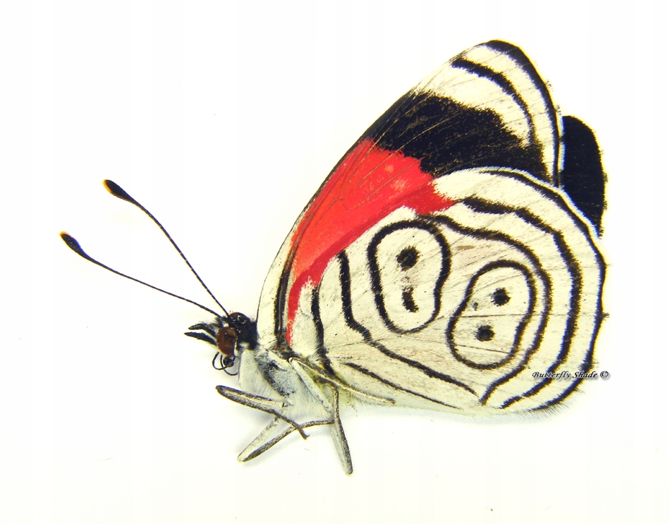 Niepreparowany motyl - Diaethria anna anna M
