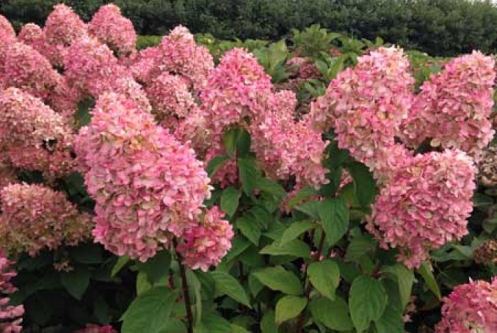 HYDRANGEA PANICULATA ‘MAGICAL CANDLE’ HORTENSJA - 7437752345