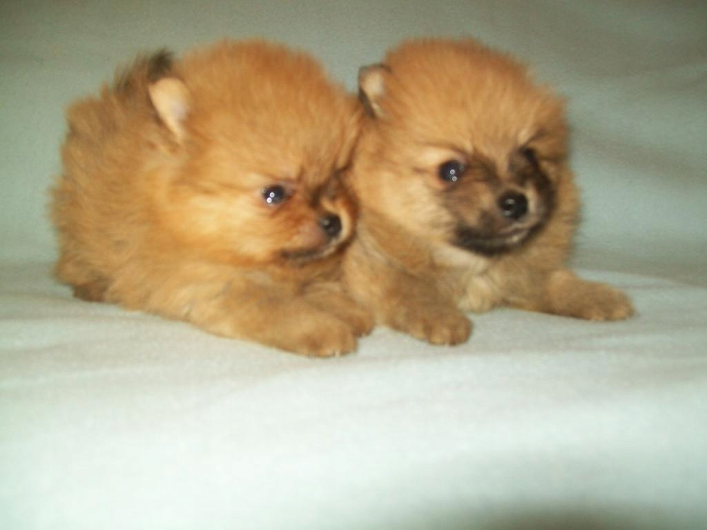 Szpic Miniaturowy Pomeranian 7897455564 Oficjalne Archiwum Allegro