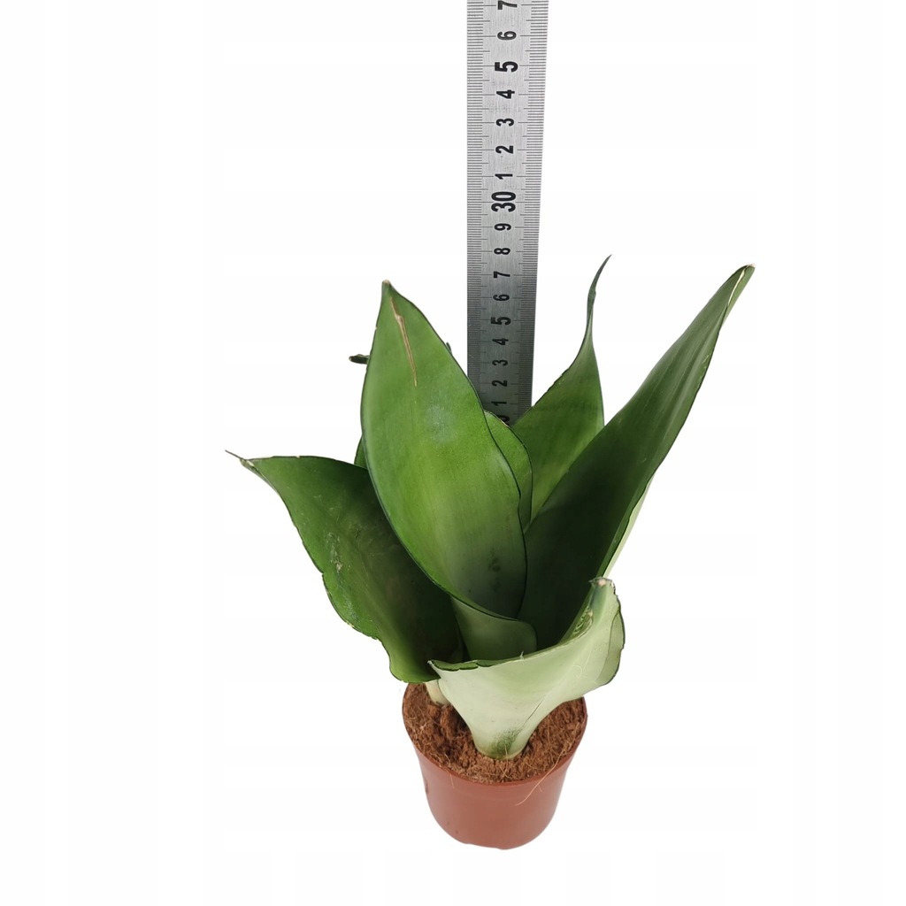 Купить Сансевиерия Сансевиерия MOONSHINE размер M: отзывы, фото и ...