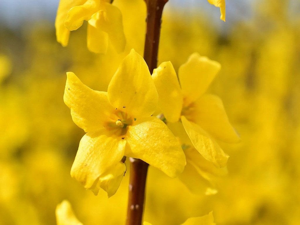 Forsycja pośrednia FORSYTHIA INTERMEDIA MINIGOLD FLOJOR C2