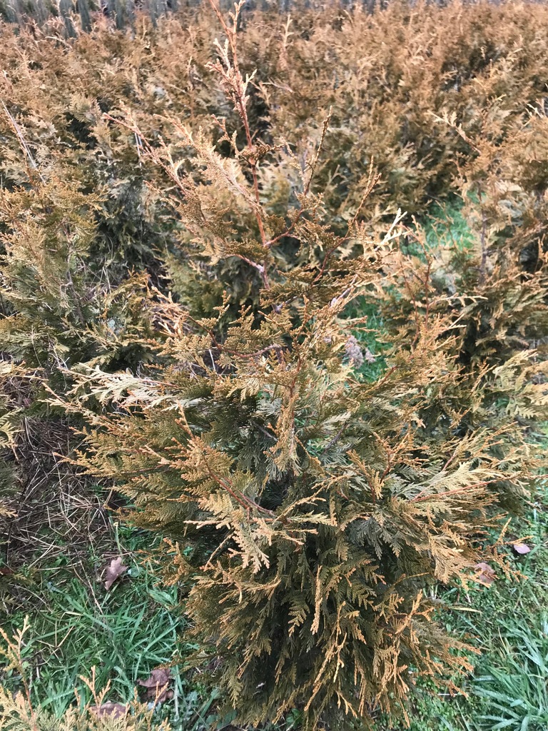 TUJA THUJA WAXSEN BRABANT 120cm 1szt/20zł