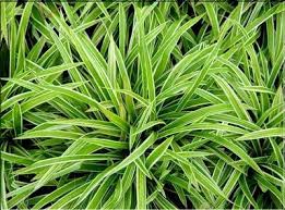 do cienia zimozielona Turzyca rzędowa Variegata