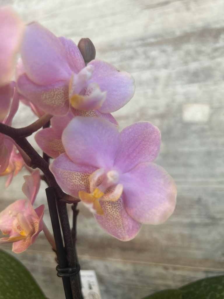 Storczyk żywy phalaenopsis nr 7 aphrodite 30cm pachnący 2 pędy