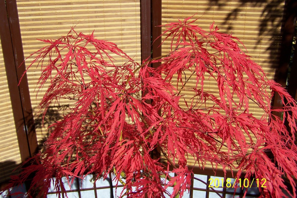 Klon szczepiony japoński czerwony palmowy inny - 8466629090 - oficjalne