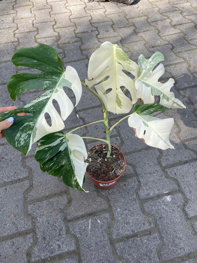 Monstera Variegata