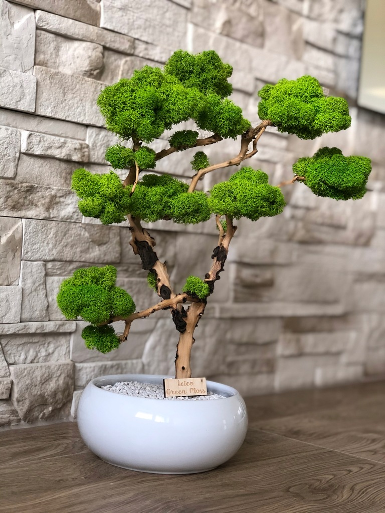 mech chrobotek drzewko bonsai dekoracja prezent