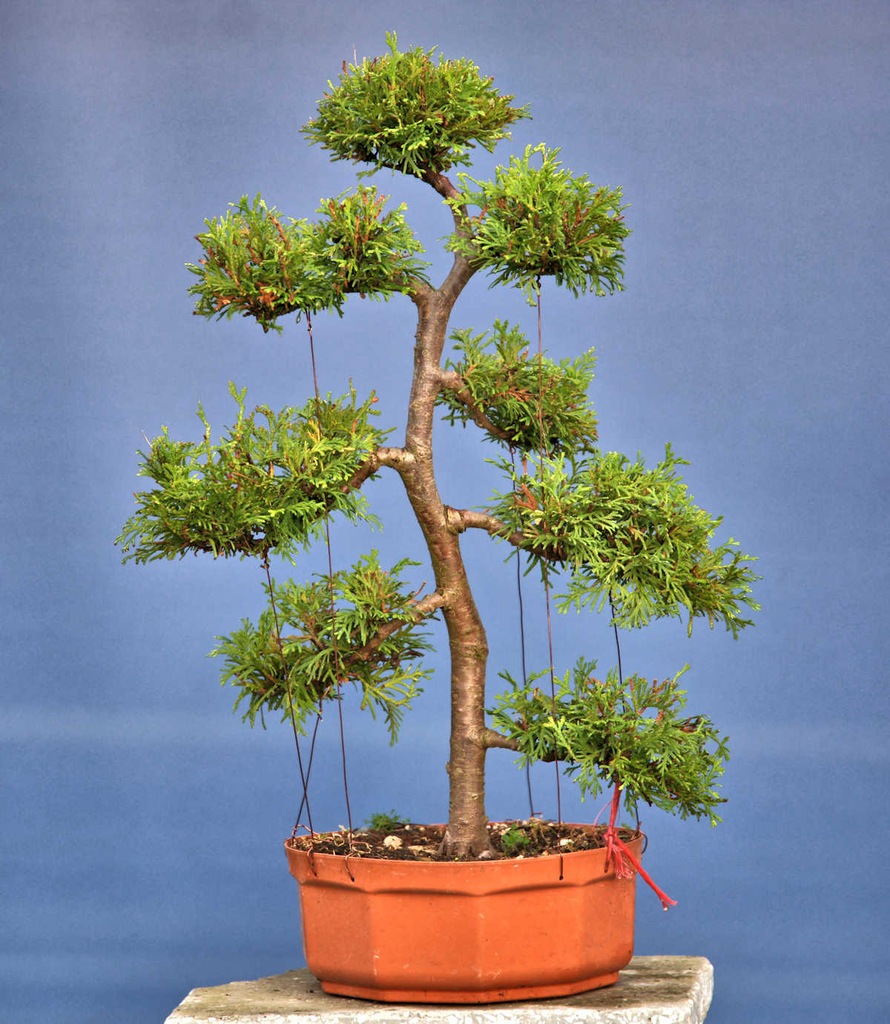 Bonsai - Tuja szmaragd do formowania.