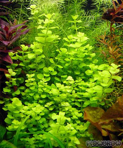 Lysimachia nummularia Green