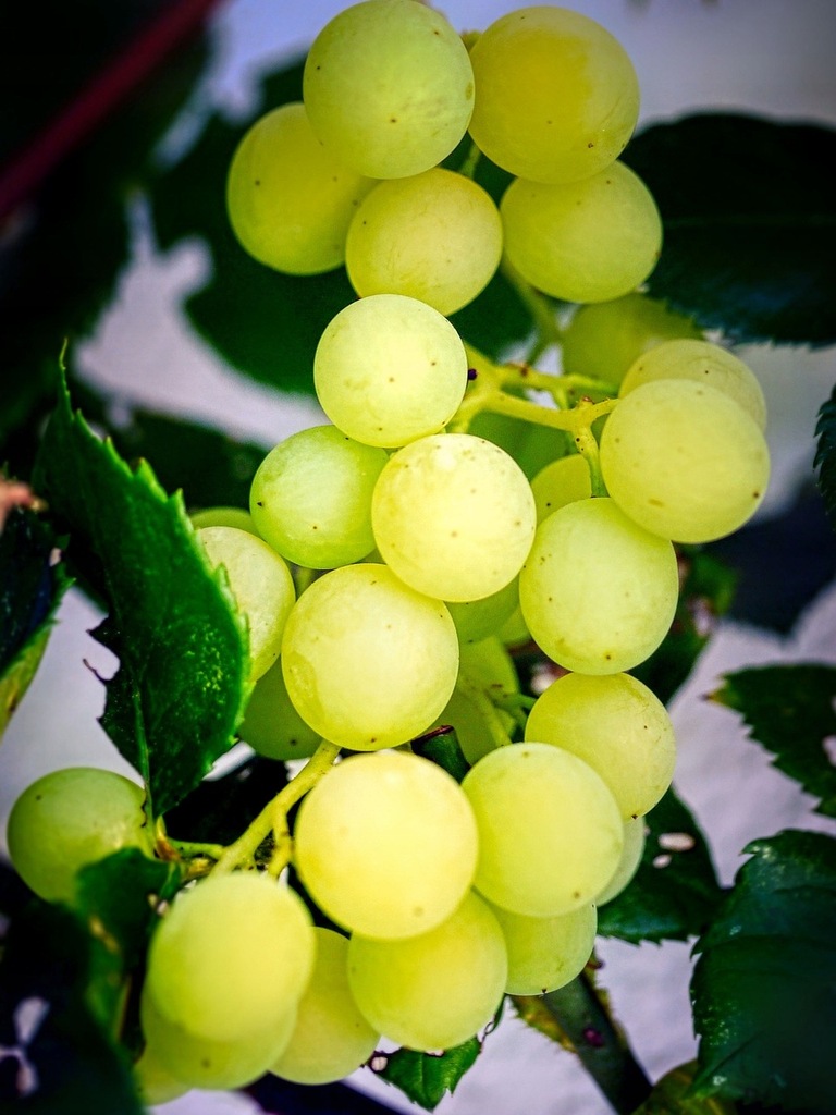 Winorośl Rusboł słodki biały BEZPESTKOWY duży owoc