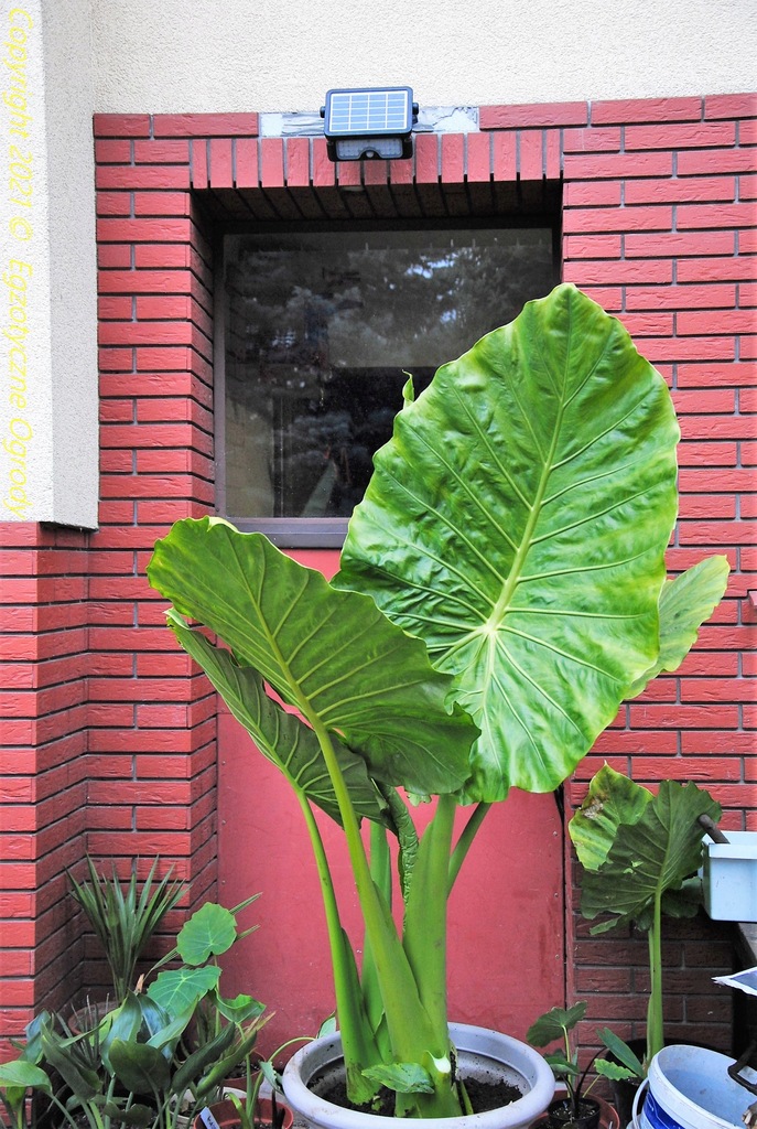 UCHO SŁONIA Alocasia calidora OLBRZYMIE LIŚCIE