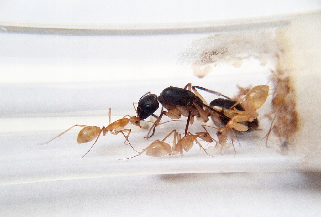 Camponotus maculatus Q+1-4 w Mrówki do Formikarium