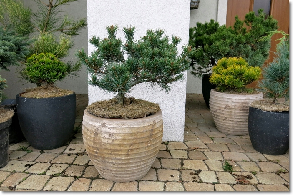 Pinus parviflora Kiyomatsu - piękna