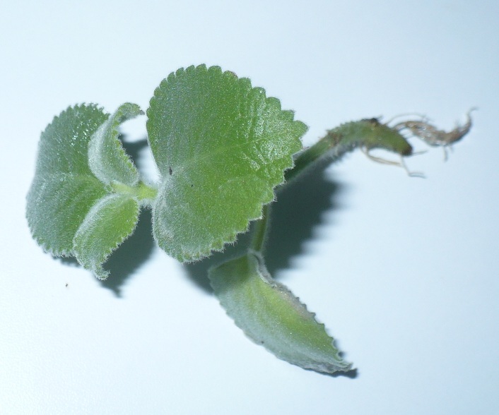 Oregano kubańskie