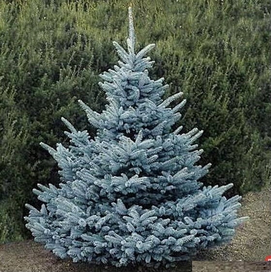 Świerk srebrny KAIBAB świer kłujący