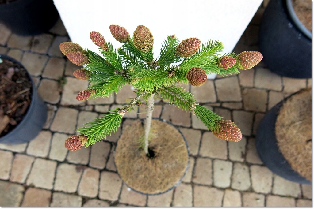 Picea abies 'Pusch 2'- nowość !!