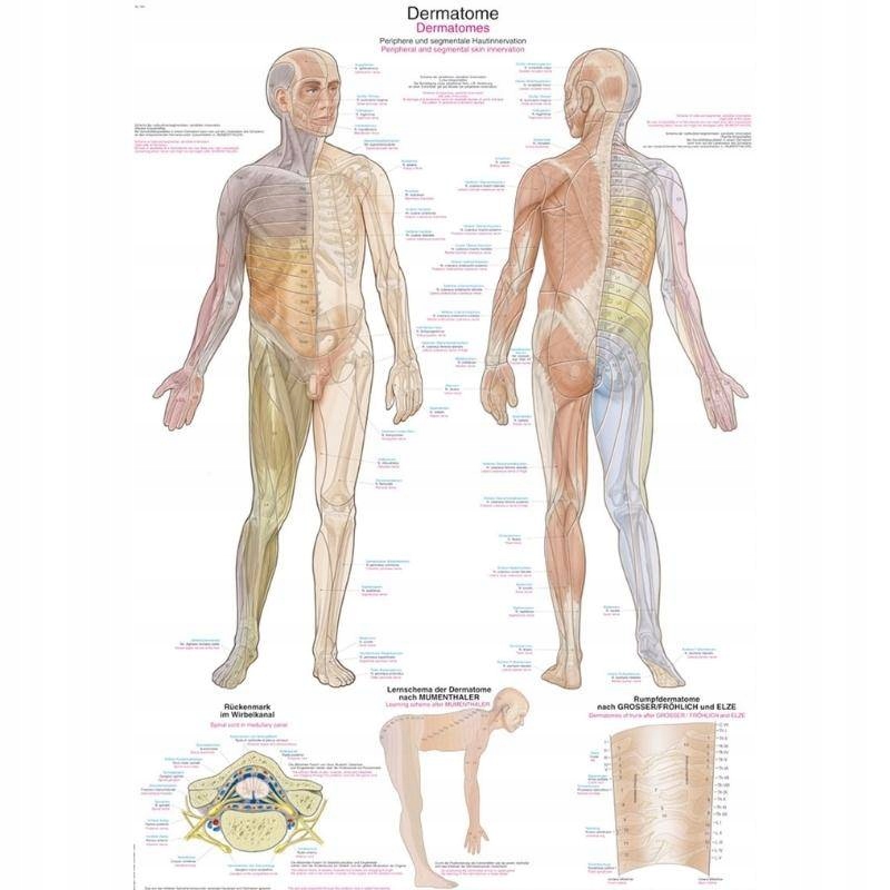 Tablica anatomiczna - DERMATOMY (ENG/DE) 70x100 cm