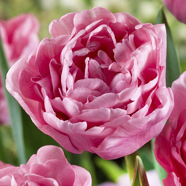 Tulipan Pełny Mariage cebulki tulipany 3 szt