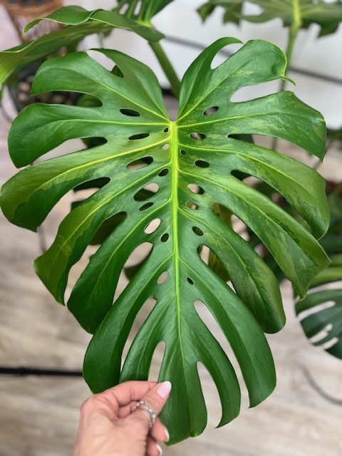 Monstera noid (w typie green on green) / cięty szczyt