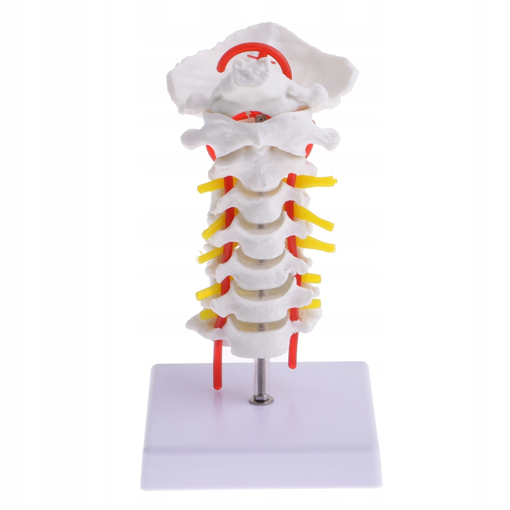 Jednoczęściowy model ludzkiego kręgu szyjnego