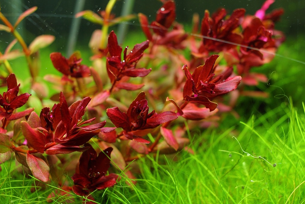 Купить Аквариумные растения Rotala MINI BUTTERFLY, РЕДКИЕ: отзывы, фото, характеристики в интерне-магазине Aredi.ru