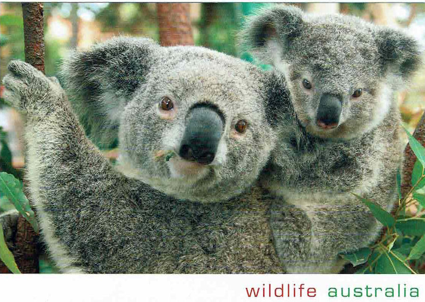 Wyslę pocztówkę z Australii - koala z małym