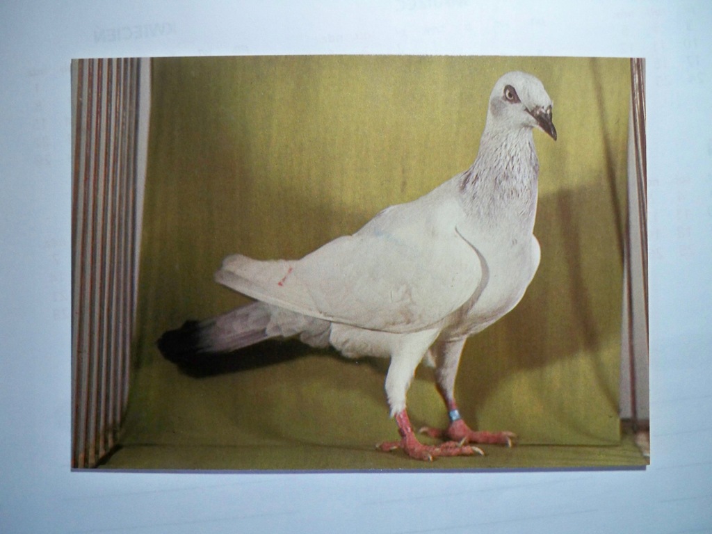 Srebrniak polski - gołąb... - pocztówka.