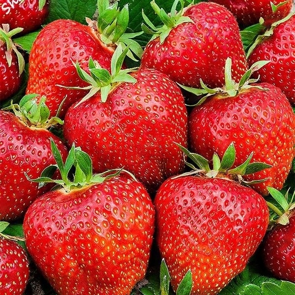 TRUSKAWKA CHRISTINE WCZESNA PAKIET 25SZT OBFITE PLONY