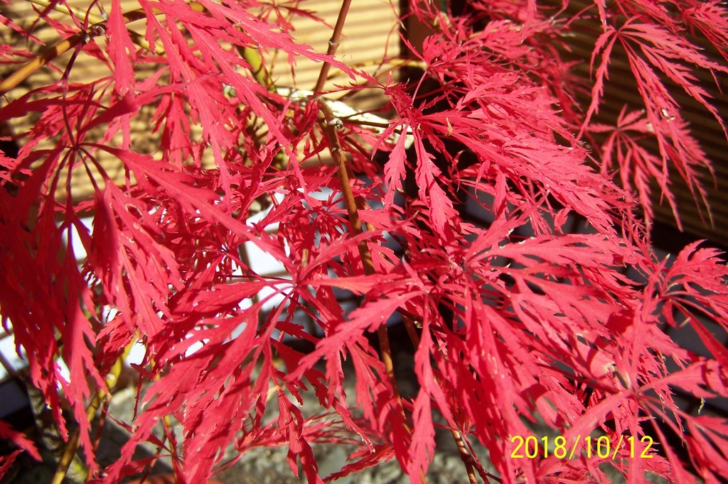 Klon szczepiony japoński czerwony palmowy inny - 8466629090 - oficjalne