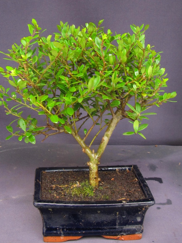 drzewko bonsai ostrokrzew