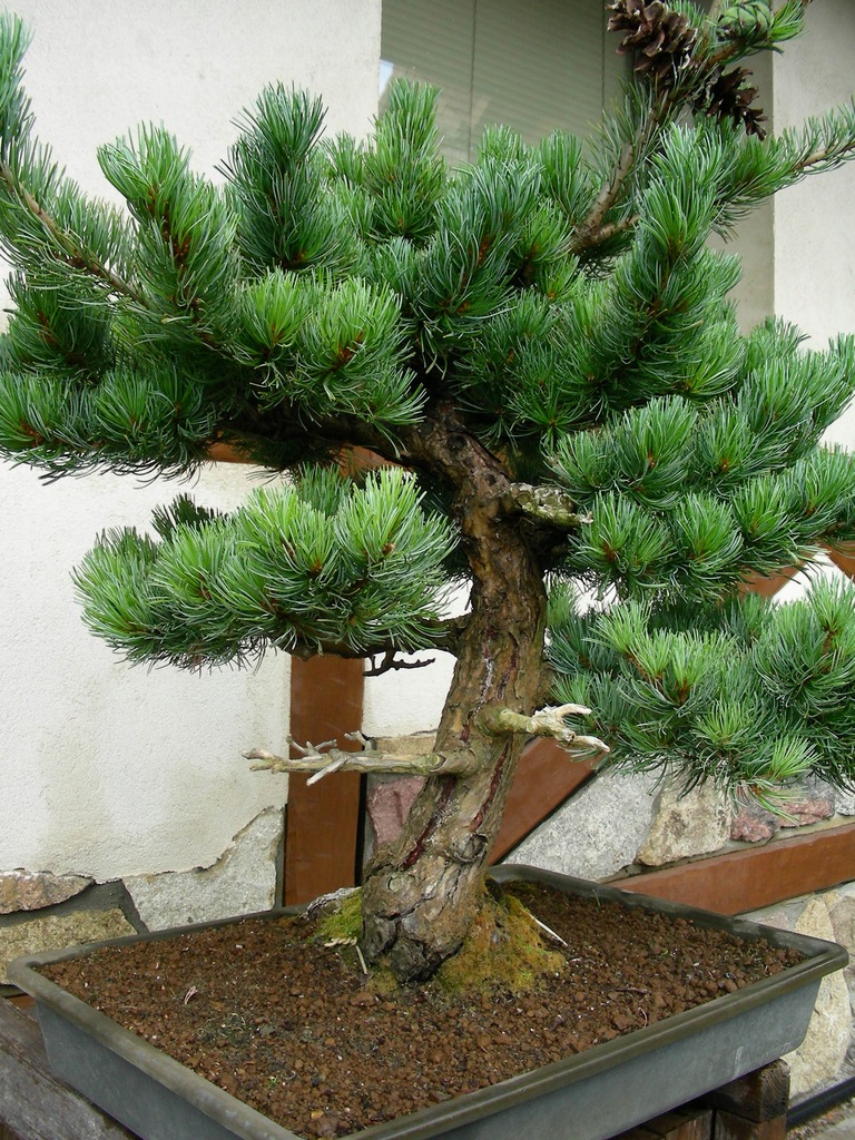 Bonsai Sosna drobnokwiatowa Pinus Parviflora