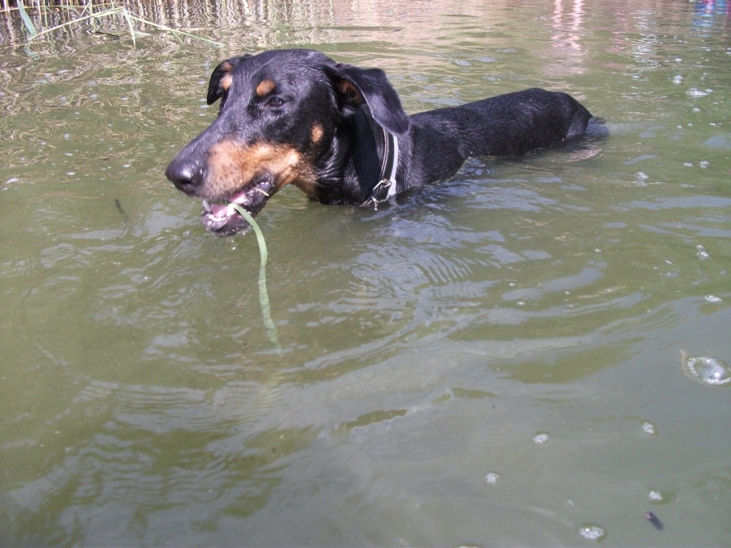 Doberman Pero zbiera na WOSP