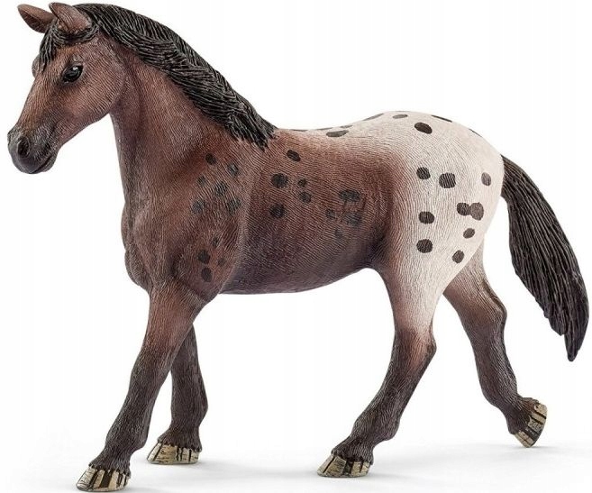 SLH 13861 Klacz rasy Appaloosa