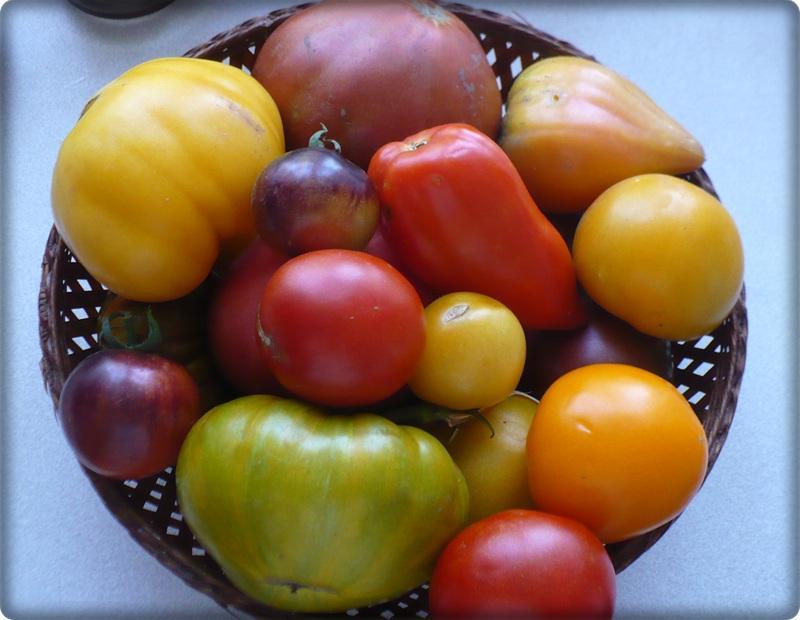Nasiona pomidorów mix
